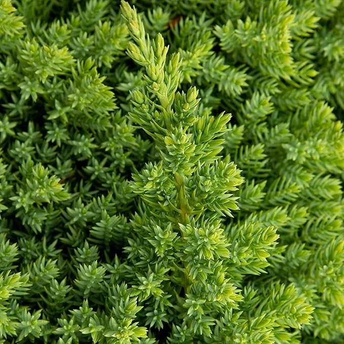 Dwarf Japanese Garden Juniper | 1 Live 4 Inch Pot | Juniperus Procumbens Nana | Drought Tolerant Evergreen Groundcover | Great Plants for Bonsai