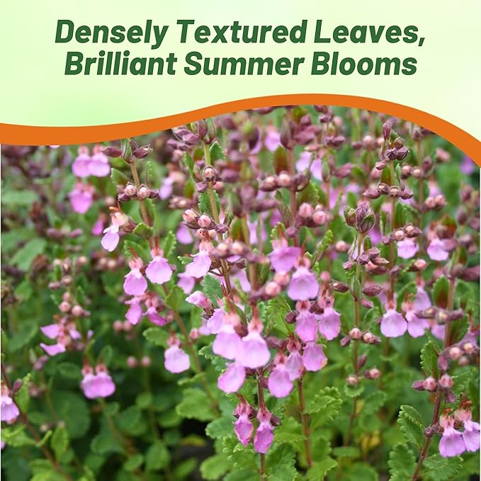 Outsidepride Germander Herb Seeds - 1000 Pcs Perennial, 18-Inch Tall, Violet Blooms, Evergreen Ornamental Hedge for Herb Gardens, Attracts Bees & Butterflies, Minimal Watering Needs