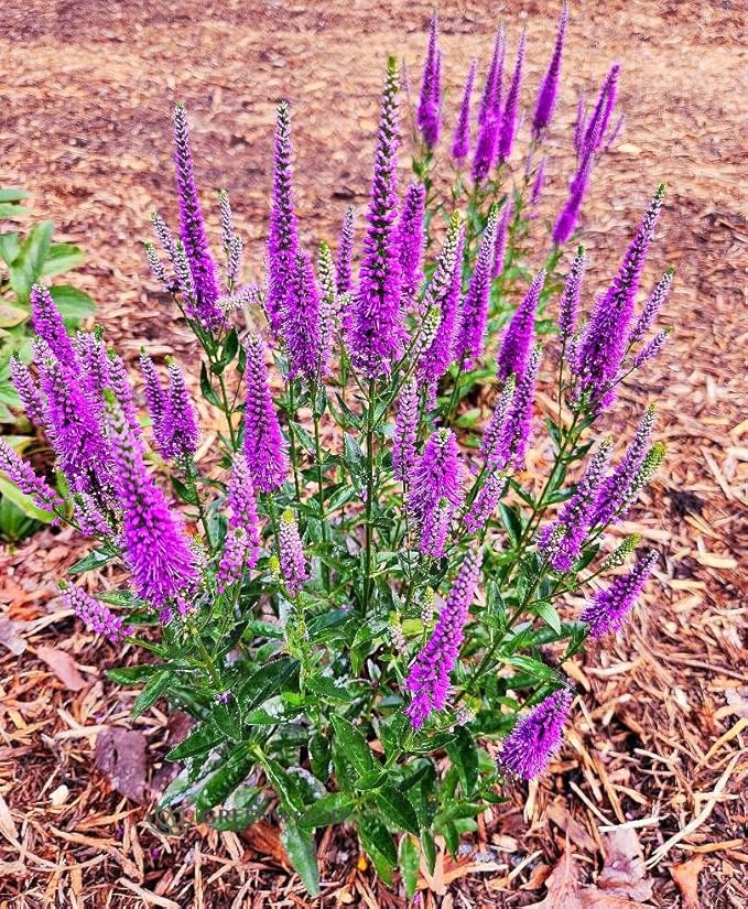 Greenwood Nursery: Live Perennial Plants - 'Very Van Gogh' Spiked Speedwell + Veronica Spicata - [Qty: 3X Pint Pots] - (Click for Other Available Plants/Quantities)