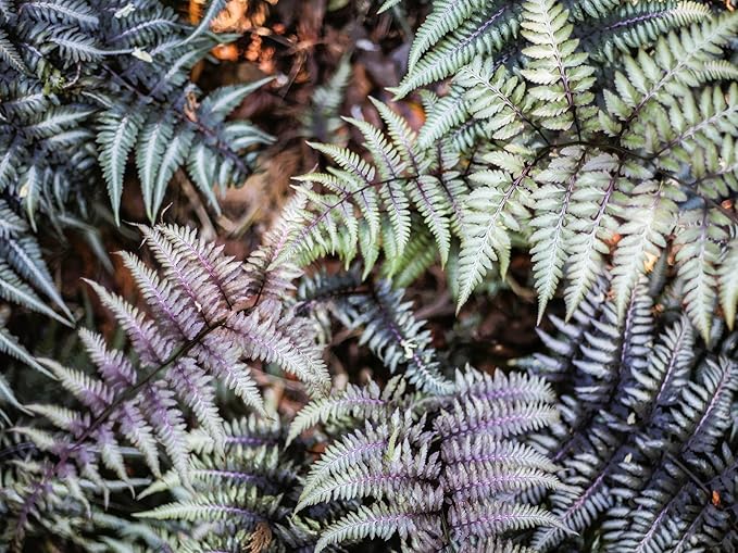 Greenwood Nursery: Live Perennial Plants - Japanese Painted Fern + Athyrium Niponicum - [Qty: 5X Pint Pots] - (Click for Other Available Plants/Quantities)