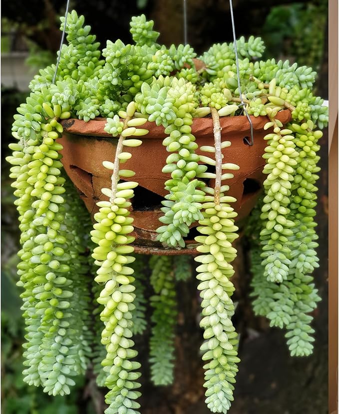 Donkey's Tail with Green Stripe Pot, Live Sedum Morganianum-Burro's Tail Succulent with Soil Mix, Rare House Plant for Home Office Wedding Indoor Outdoor Decoration, DIY Projects, Party Favor