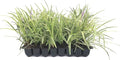 Variegated Liriope | 3 Live Plants | Liriope Muscari Variegata | Ornamental Ground Cover Plants | Evergreen Foliage