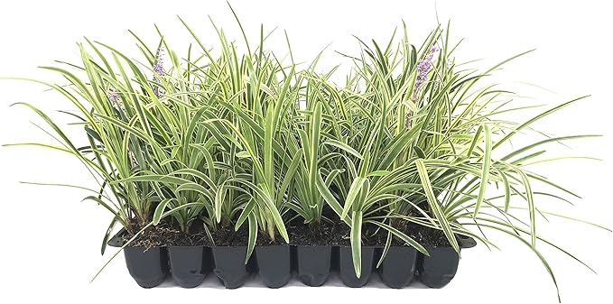 Variegated Liriope | 3 Live Plants | Liriope Muscari Variegata | Ornamental Ground Cover Plants | Evergreen Foliage
