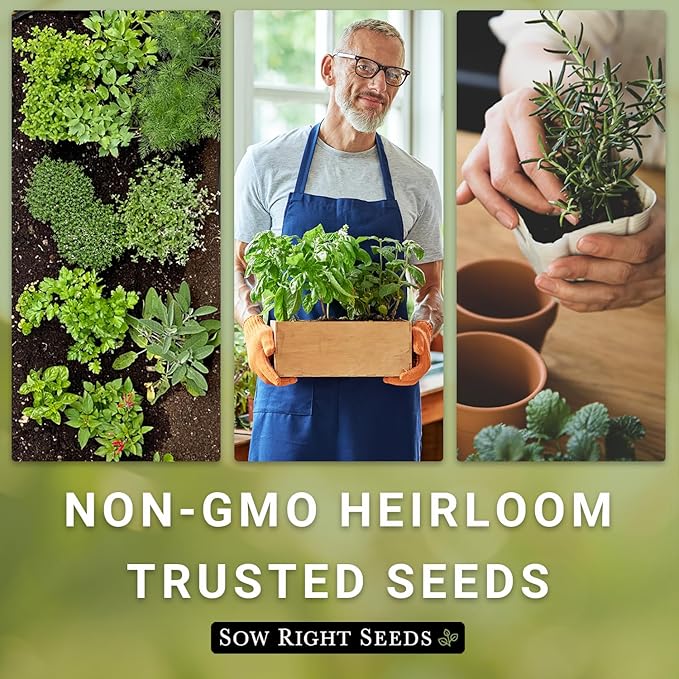 Sow Right Seeds - Most Popular Herb Seed Collection for Planting - Mint, Lavender, Sweet Basil, Cilantro, and Parsley - 5 Packets with Instructions to Grow a Home Kitchen Garden or Hydroponics
