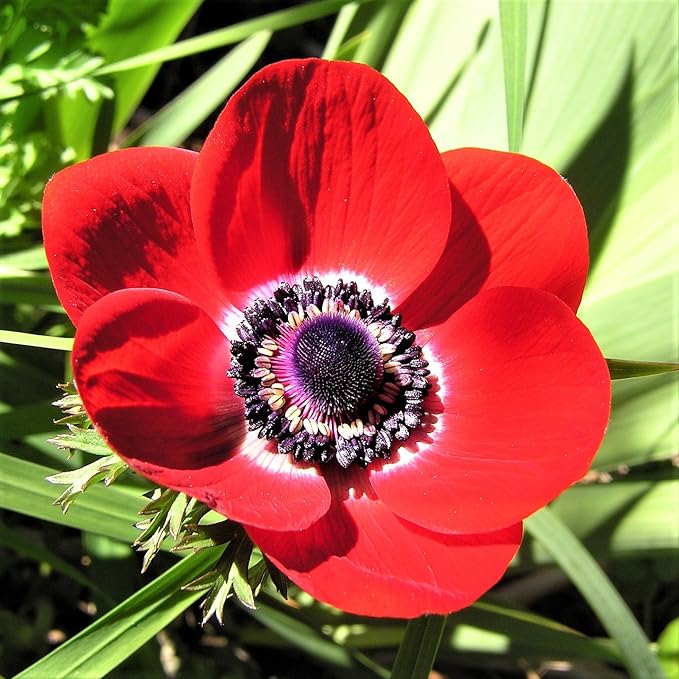 Easy to Grow Anemone His Excellency - 20 Plant Bulbs, Red Flowers with Dark Centers in Spring Full Sun