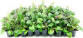 Ajuga Reptans Bronze Beauty | 3 Live Plants | Carpet Bugle | Cold Hardy Shade Tolerant Low Maintenance Groundcover