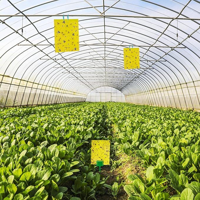 Dwcom 60 Pack Yellow Sticky Traps for Gnats Fruit Fly Traps for Indoors, Fungus Gnat Traps for House Indoor Fly Paper Indoor for Gnats Killer Indoor Trap