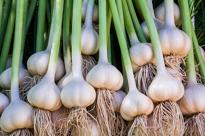 Softneck Garlic Bulbs for Planting - California Garlic to Grow at Home (12 Seed Bulbs)