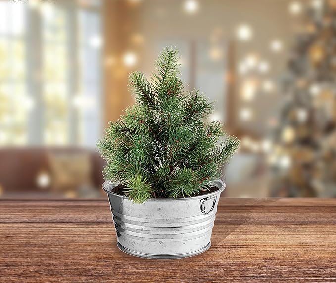 Buzzy Seeds Spruce Christmas Tree to Be Grow Kit, Complete with a Mini Galvanized Basin Planter, Non-GMO Seeds and Growing Medium, Fun DIY Holiday Gardening Gift, Stocking Stuffer, Party Favor