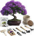 Bonsai Starter Kit – Growing Jacaranda Bonzai Tree from Seeds | Complete Indoor Tree Kit for Growing Plants with Tools & Planter – Gardening Gifts for Mother, Women & Men