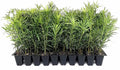 Podocarpus Macrophyllus Japanese Yew | 3 Live Plants | Podocarpus macrophyllus | Privacy Hedge Shrub | Evergreen Landscaping Plants for Gardens & Borders