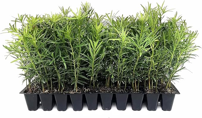 Podocarpus Macrophyllus Japanese Yew | 10 Live Plants | Podocarpus macrophyllus | Privacy Hedge Shrub | Evergreen Landscaping Plants for Gardens & Borders