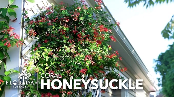 Coral Honeysuckle | 1 Live Plants | Lonicera Sempervirens | Attracts Hummingbirds, Red Trumpet Flowers, Fast Growing Vines, Low Maintenance, Long Blooming Season, Garden Climbing Vine