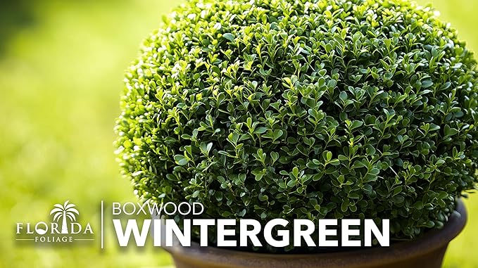 Wintergreen Boxwood | 3 Live Plants | Buxus Microphylla | Evergreen Shrub, Dense Foliage, Formal Garden, Low Maintenance, Privacy Hedge, Year-Round Interest, Landscaping Shrub