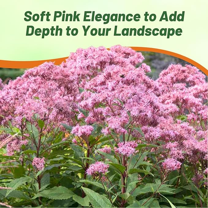 Outsidepride Joe Pyeweed Eupatorium Seeds - 5000 Pcs Easy to Grow, Non-Invasive Perennial Flower Seeds for Planting for Pollinator Gardens, Flood Plains, Swamps, Bogs, or Stream Banks