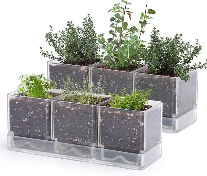 D'vine Dev Herb Garden Planter Set, Plastic Plant Pots with Drainage and Saucer, Indoor Succulent Cactus Vegetable Pot for Windowsill, Garden Balcony, Clear, Set of 2, 76-V-D-2