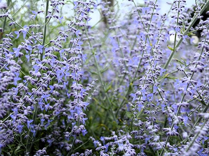 Greenwood Nursery: Live Perennial Plants - Russian Sage 'Little Lace' + Perovskia Atriplicifolia - [Qty: 3X Pint Pots] - (Click for Other Available Plants/Quantities)