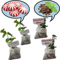 Generic Chocolate mint, Peppermint plants. Live, Fragrant, Fresh, Edible. Easy Grow. Indoor/Outdoor. (Choc+Pepper : 4 Mint Sacs), chocolate+peppermint