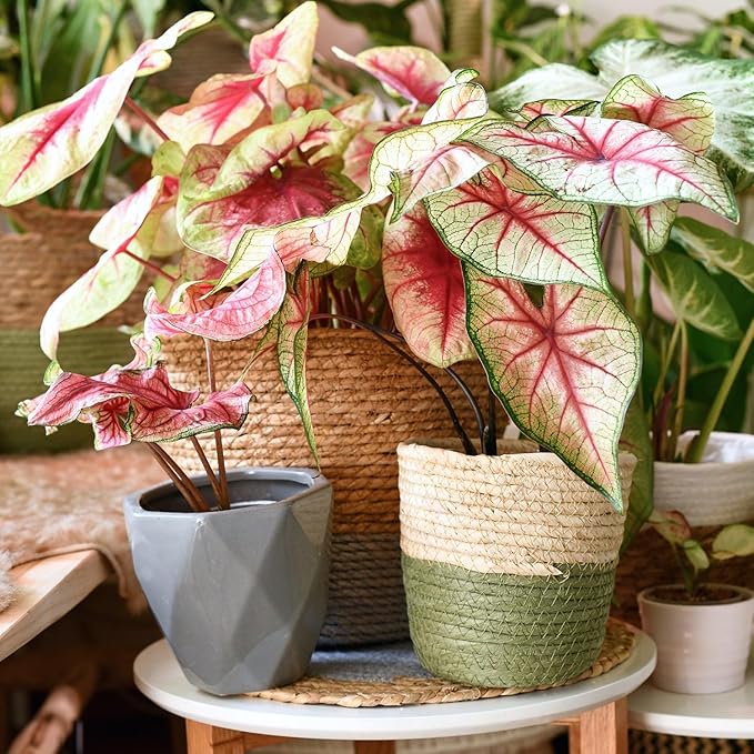 Elevate Your Space with Gardenera's Organic Potting Mix - Tailored for Thriving Caladium Plants and Captivating Leaves - 2 Quart, MAIN-CALADIUM-2QT
