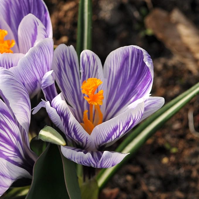 Easy to Grow Crocus Vernus King of The Stripes 20 Plant Bulbs - Violet & White Flowers in Late Winter to Spring, Full Sun Outdoor Zones 3-8