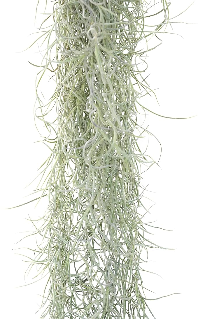 6 Pack Thick Colombian Spanish Moss Live Strands with Wire Hook - Tillandsia Usneiodes - Live Tillandsia Succulent House Plants - Home and Garden Decor - Easy Care Indoor and Outdoor Plants