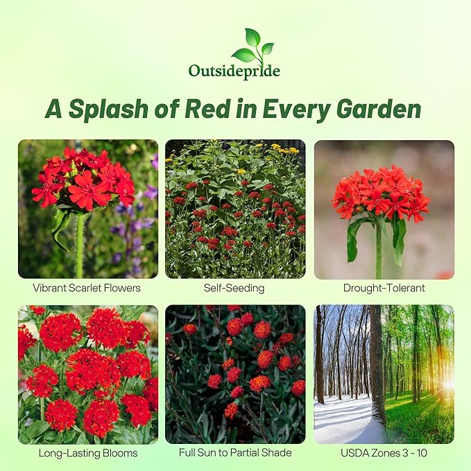 Outsidepride Chalcedonica Lychnis Seeds - 5000 Pcs Perennial Flower Seeds with Long Blooming Season & Attractive to Pollinators, Easy to Propagate for Borders, Containers, or Cottage Gardens