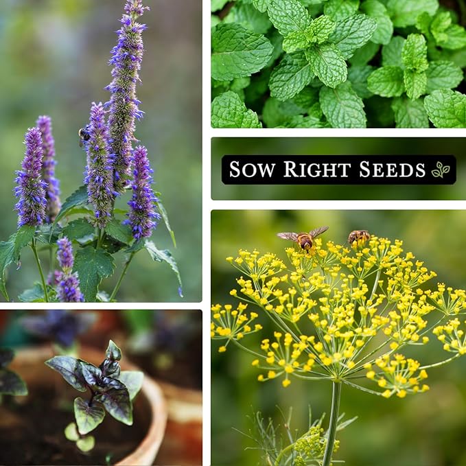 Sow Right Seeds - 15 Herb Garden Seed Collection for Planting - Essential Herbs for Cooking - Non-GMO Heirloom Packet Instructions to Grow Kitchen Garden Indoors or Outdoors - Great for Hydroponics