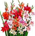 Easy to Grow Gladiolus 'Hardy Glads Mix' (30 Pack) - Colorful Mix of Flowering Blooms in Spring to Summer Gardens