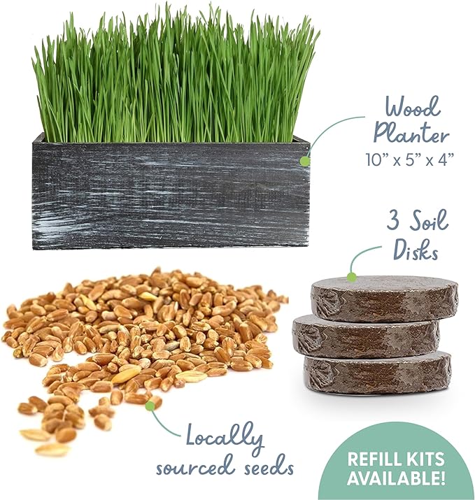 The Cat Ladies Cat Grass Kit with Black Rustic Wooden Planter, Organic Cat Grass Seeds and Soil. Easy to Grow Cat Grass for Indoor Cats. Prevent Hairballs and Aid Digestion