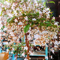 1 Clerodendrum Wallichii Smithianum Plant 5-9 Inc Tall - Light Bulb White Chain of Glory Light Clerodendrum Live Plant - Great for Beautifying Indoor and Outdoor Spaces