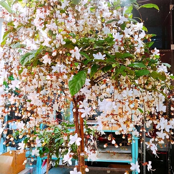 1 Clerodendrum Wallichii Smithianum Plant 5-9 Inc Tall - Light Bulb White Chain of Glory Light Clerodendrum Live Plant - Great for Beautifying Indoor and Outdoor Spaces