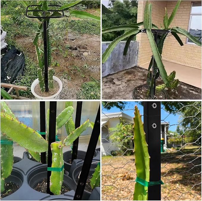 2PCS Dragon Fruit Trellis - Metal Plant Support for Climbing Plants in Outdoor Gardens, Easy Assembly, 12'' x 12'' x 50'' Size, Durable & Weatherproof Garden Support System