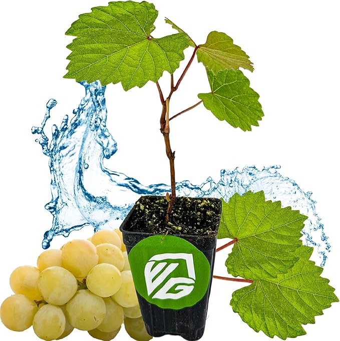Blanc du Bois Grape - Vitis labrusca - Wellspring Gardens Starter Plant - Live Plant for Outdoor Gardens - Vigorous Grapevine Plants - Ideal for Fruit Gardening in Patio and Garden