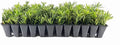 Dwarf Podocarpus Macrophyllus Pringles - 10 Live Plants - Dense Evergreen Low Hedge or Bonsai