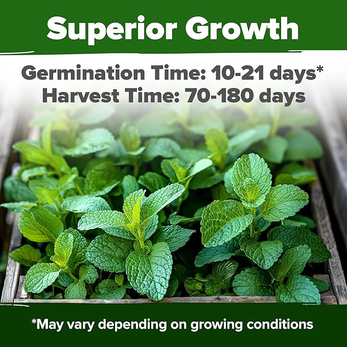 HOME GROWN Lemon Balm Seed Pack - 403 Non-GMO USA Heirloom Herbal Tea Seeds - Bulk Lemon Balm Seeds for Planting Gardens Indoors or Outdoors - Herb Seeds (Melissa officinalis)