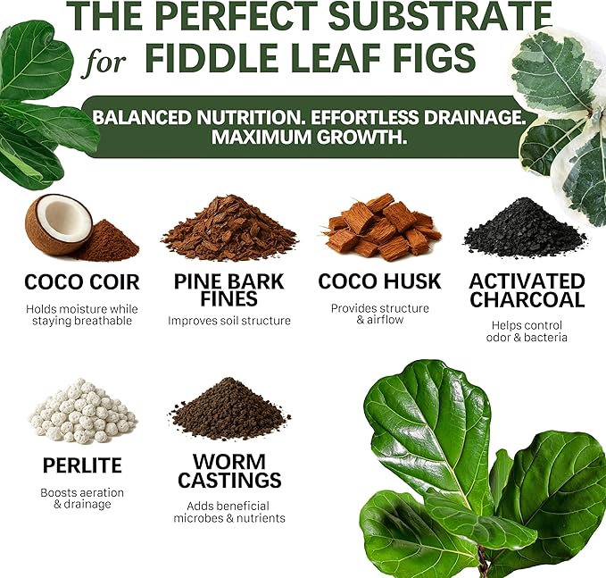 Premium Fiddle Leaf FIG Soil Mix – Nutrient-Rich, Organic Potting Soil for Ficus Lyrata – Promotes Healthy Roots, Lush Leaves & Balanced Moisture – Fast-Draining & Ready to Use (4 QTS)