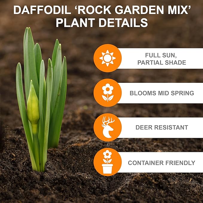 Garden State Bulb Narcissus Rock Garden Mix Daffodil Flower Bulbs, 12/14cm, Fall Planting (Bag of 250)