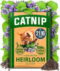 HOME GROWN Catnip Seeds (Bulk Pack) Non GMO Heirloom Herb 2,116 Seeds - Indoor or Outdoor Seed - High-Germination Cat Nip - Cat Safe Plants (Nepeta cataria)