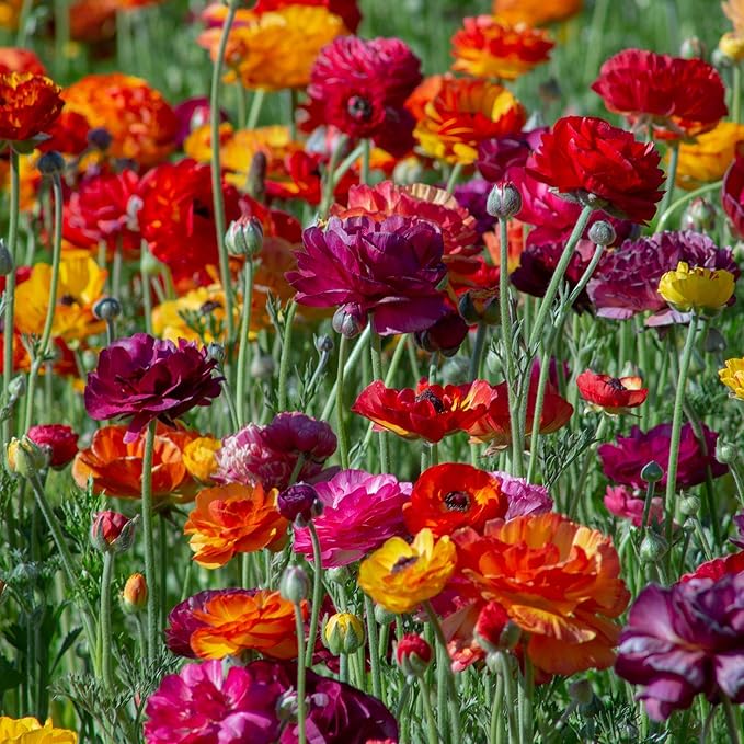 Eden Brothers Ranunculus Bulbs - Passion Mix