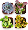 Shop Succulents Endless Summer Succulent Pack Collection - Live Mini Succulent Plants, Low Maintenance, Colors & Textures - Wedding and Party Favors, Gift & Garden, Pack of 4