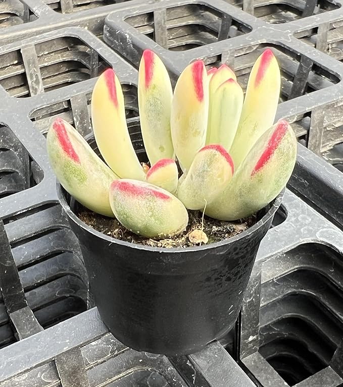 Sprout N Green Cotyledon Orbiculata cv. Long Leaf Variegated, Rare Live Succulent Plant Fully Rooted in 2" Planter with Soil, Home Office Indoor Outdoor Wedding Decoration DIY Projects Party Favor