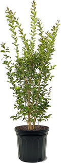 American Plant Exchange Tuscarora Crape Myrtle Tree Live, 7-Gallon Pot, 2-3ft Tall, Dark Pink Flowers, Drought-Tolerant, Large Outdoor Landscape Accent, Year-Round Beauty