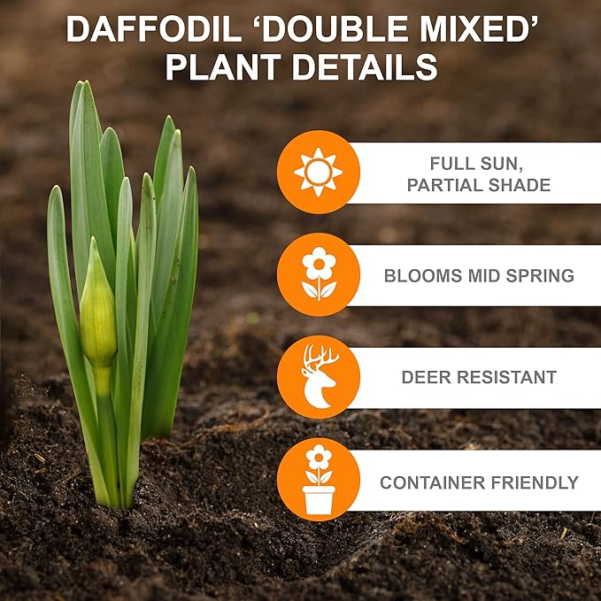 Garden State Bulb Double Mixed Daffodil Flower Bulbs, 14/16cm, Fall Planting (Bag of 25)