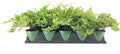 Dwarf Japanese Garden Juniper | 1 Live 4 Inch Pot | Juniperus Procumbens Nana | Drought Tolerant Evergreen Groundcover | Great Plants for Bonsai