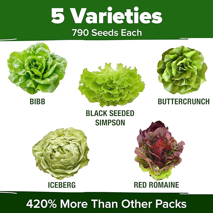 HOME GROWN 5 Lettuce Seed Pack – 3950 Heirloom Vegetable Seeds for Indoor, Outdoor, or Hydroponic Growing – Black Seeded Simpson, Red Romaine, Bibb, Buttercrunch, Iceberg Varieties (Lactuca Sativa)