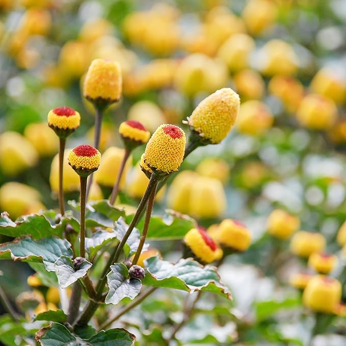 Outsidepride Toothache Plant Seeds - 10000 Pcs. Perennial, Easy to Grow & Pollinator Friendly, Herb Seeds for Planting Ornamental, Pompom-Shaped Yellow Blooms for Culinary Creations & Herb Gardens