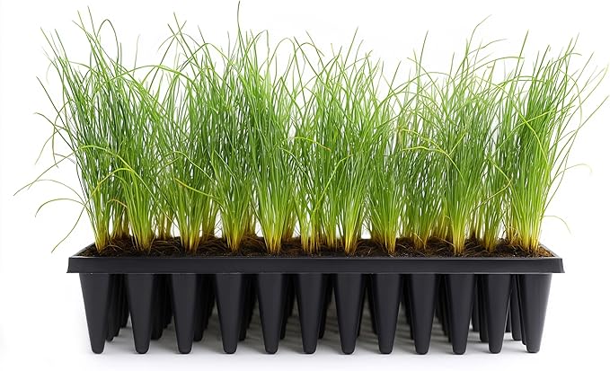 Longleaf Pine Tree | 40 Live Plants | Pinus Palustris | Fast Growing, Southern Yellow Evergreen, Ornamental Landscaping, Drought Tolerant, Native Habitat, Wildlife Friendly