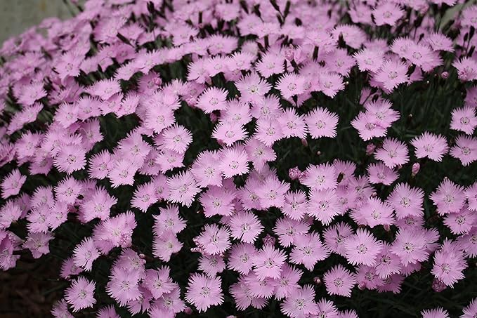 Greenwood Nursery: Live Perennial Plants - Bath's Pink + Dianthus Gratianopolitanus - [Qty: 5X Pint Pots] - (Click for Other Available Plants/Quantities)