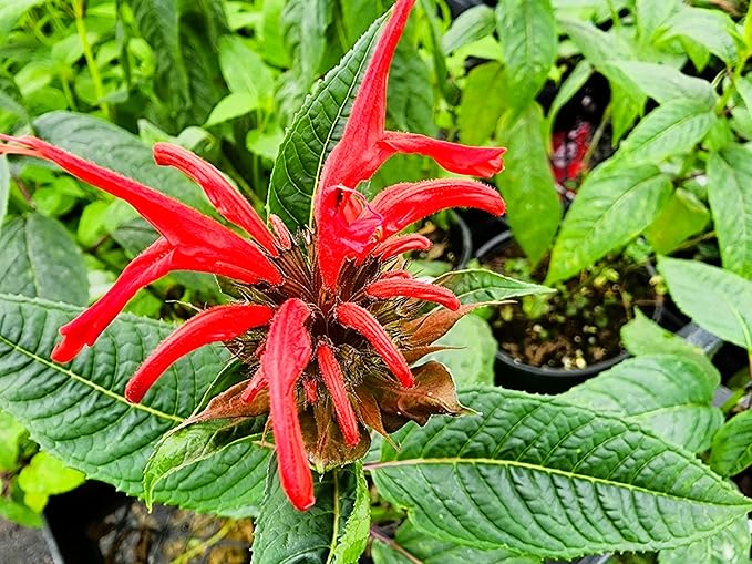 Greenwood Nursery: Live Perennial Plants - Bee Balm Jacob Cline + Monarda Didyma - [Qty: 2X Pint Pots] - (Click for Other Available Plants/Quantities)