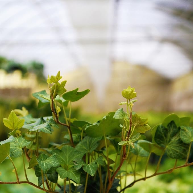 Green English Ivy - Live Plant in a 6 Inch Pot - Hedera Helix - Beautiful Easy Care Indoor Air Purifying Houseplant Vine